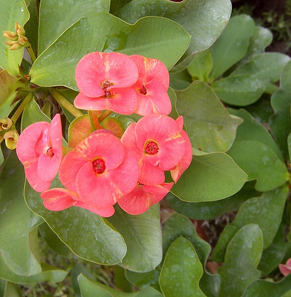 File:Euphorbiamilli.jpg