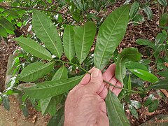 Foliage