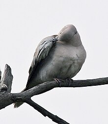 Eurasian Collared Dove (Streptopelia decaocto) at Sultanpur- Preening I Picture 027.jpg