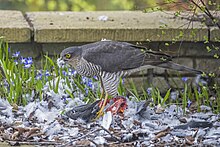 adult male eating a pigeon Eurasian sparrowhawk (Accipiter nisus nisus) male.jpg