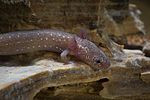Thumbnail for Barton Springs salamander