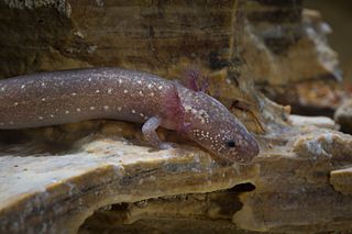 <span class="mw-page-title-main">Barton Springs salamander</span> Species of amphibian