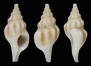 <i>Euthria scepta</i> Species of gastropod