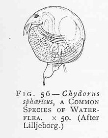 FMIB 46435 Chydorus shpaericus, Spesies Umum dari Water-Flea.jpeg