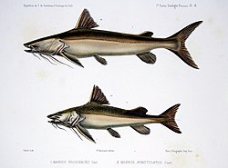 F de Castelnau-poissonsPl14. jpg