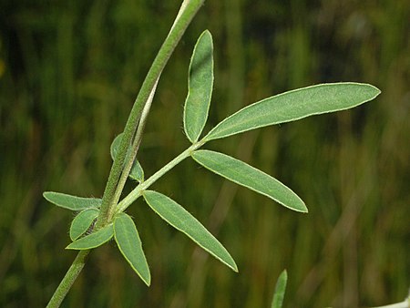 Fabaceae - Anthyllis vulneraria-3.JPG