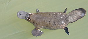 Feeding Platypus (6811147158).jpg