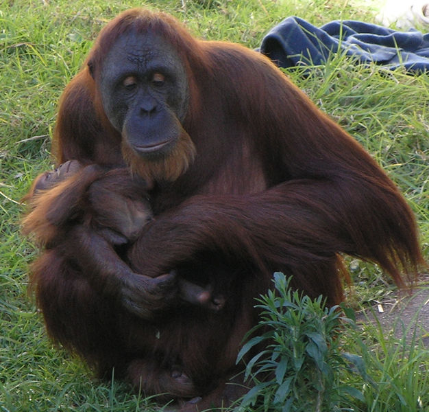 File:Female Orangutan & Baby PerthZoo SMC Sept 2005.jpg