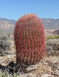 Ferocactus cylindraceus 12.jpg