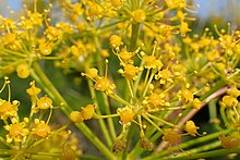 Ferula communis kz4.jpg