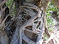 Ficus aurea (Florida strangler fig) (Sanibel Island, Florida, USA) 12 (25577709816).jpg