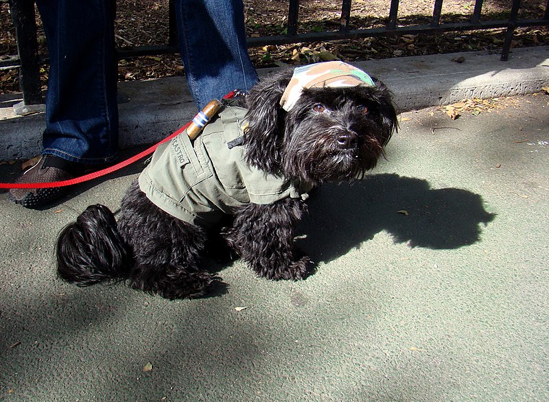 File:Fidel castro dog (2957609902).jpg