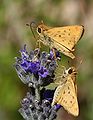 * Nomination Two fiery skippers (Hylephila phyleus). --Calibas 02:21, 1 October 2007 (UTC) * Promotion I think you really nailed the focus plane. Dori - Talk 03:11, 1 October 2007 (UTC)