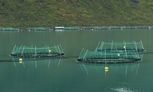 Salmon farming sea cage in Torskefjorden, Senja Island, Troms, Norway Fish farming in Torskefjorden, Senja, Troms, Norway, 2014 August.jpg
