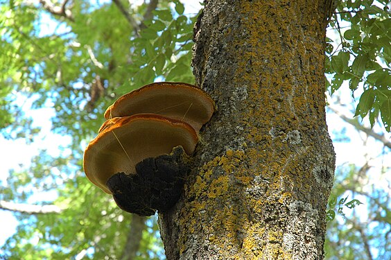 Fistulina hepatica · Langue de bœuf