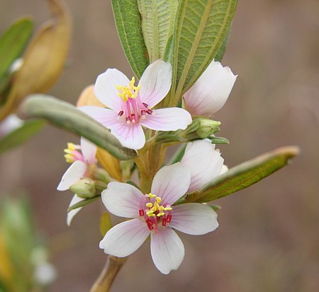 Trembleya parviflora