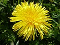 Taraxacum officinale