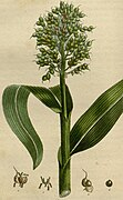 Botanical illustration of Sorghum bicolor or great millet, one of some 25 species in the Sorghum genus