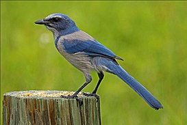 Florida Scrub Jay - Aphelocoma coerulescens, Merritt Adası Ulusal Yaban Hayatı Sığınağı, Titusville, Florida.jpg