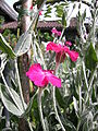 Silene coronaria