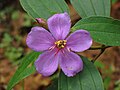 A flower from Perumachery, Kannur