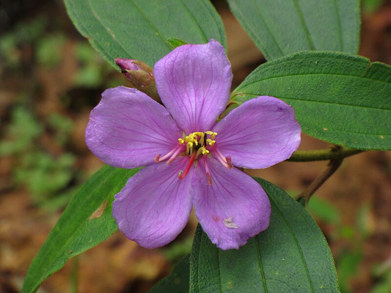 File:Flower 8542.jpg