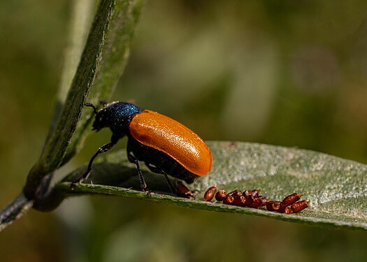 Flower Beetle (Labidostomis taxicornis) Photograph: Terry Caselli Photography