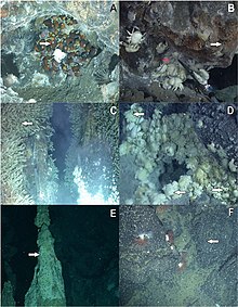 Images of a limpet found at Kemp Caldera