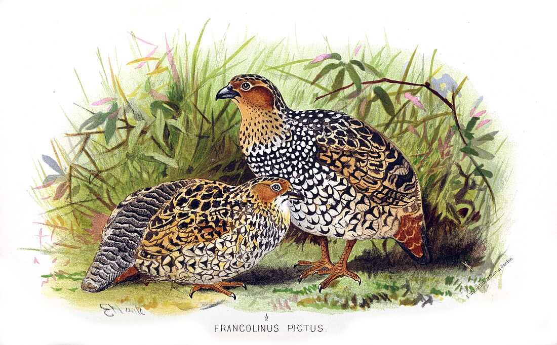 Francolin peint