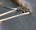 Frosted Whiteface, male, Mer Bleue.jpg