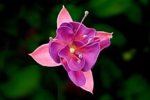 Fuchsia with blossom opened