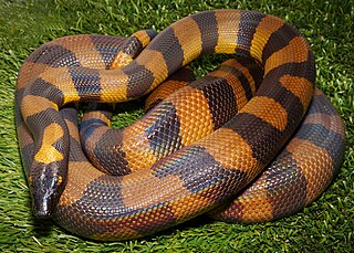 <span class="mw-page-title-main">Bismarck ringed python</span> Species of snake