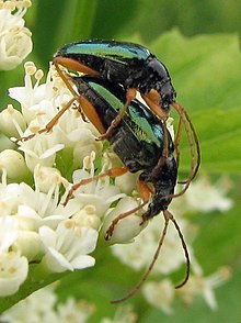 Gaurotes cyanipennis