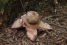 Geastrum rufescens Rotbrauner Erdstern.jpg