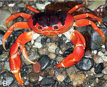 Gecarcinus nobilii زنده B.jpg