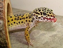 Gecko999.jpg