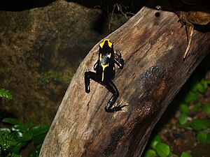 Dyeing Poison Dart Frog