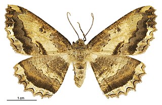 <i>Gellonia dejectaria</i> Species of moth