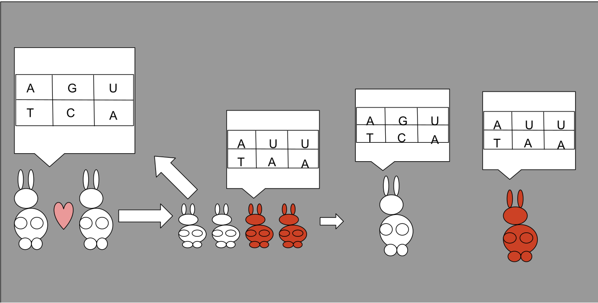 Генетическая вариация. Genetic variation.