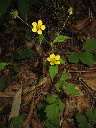 <i>Geum japonicum</i> Species of flowering plant