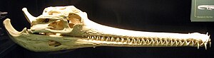 Gharial skull.jpg