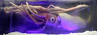 Giant squid melb aquarium03.jpg