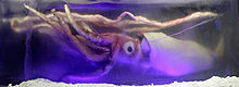 The giant squid specimen preserved in a block of ice at the Melbourne Aquarium Giant squid melb aquarium03.jpg