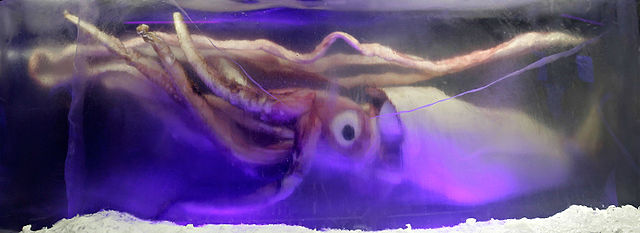 A 7 m (23 ft) giant squid, the second largest of all invertebrates, encased in ice in the Melbourne Aquarium.