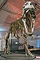 Deutsch: Skelettreplik eines Giganotosaurus carolinii English: Skeleton replica of a Giganotosaurus carolinii