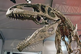 Giganotosauruksen rekonstruktio