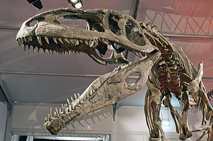 Skeletal reconstruction of Giganotosaurus