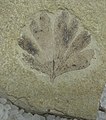 Fossil av Ginkgo dissecta-blad