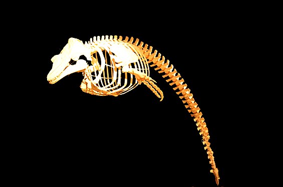 Globicephala Melas skeleton