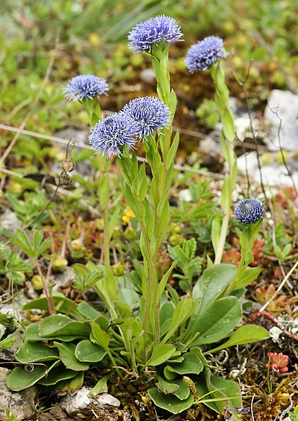 File:Globularia punctata (habitus).jpg